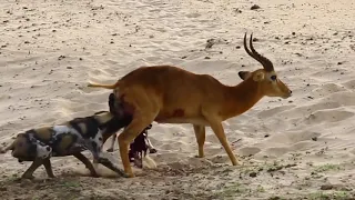 best nat geo documentary Impala Eaten alive by Wild Dogs