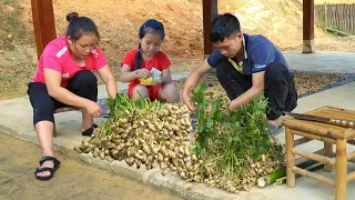 Harvesting peanut garden to dry, Luu harrowing the field to grow rice -Happy family working together