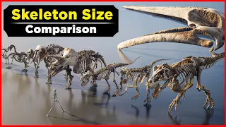 Skeleton Size Comparison | Animal Skeleton Size Comparison | Data Slide