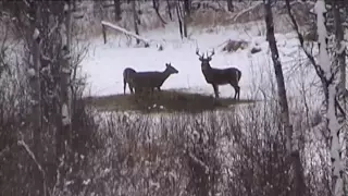 Saskatchewan Deer hunt (171"gross score, 15-point) - Sask Can Outfitters