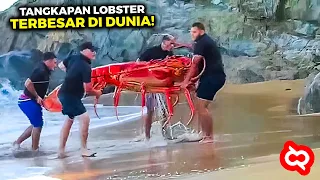 Nelayan Kaget Ketika Menemukan Lobster Raksasa Terdampar di Pantai, Setelah Diselidiki Ternyata...