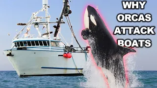 Why Orcas Are Attacking Boats