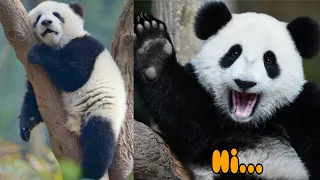 Sooper Cute Panda's🐼Doing Funny things |Try Not to Laugh 🤣 Video Compilation .