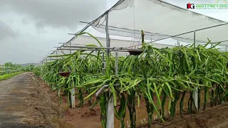 Why Dragon Fruit Farming Needs Shading & Trellising System