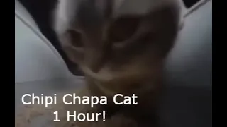 Chipi Chipi chapa chapa cat (1 Hour)