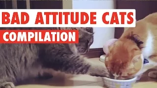 Bad Attitude Cats Video Compilation 2016