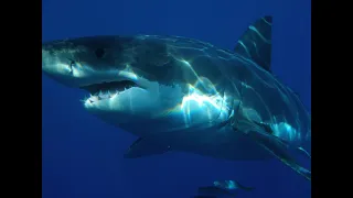 Great White Attack in Florida Waters?