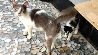 The Mother Cat Brought Her Kitten To My House, Then She Disappeared l Lily Ivo