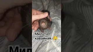 Крысик старичок и толпа пасюков едут в клинику. 😱 #cuterats #funnypets #animals #wildrats