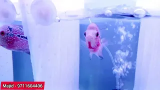 BREEDER CHEAPEST WHOLESALE RATES FLOWERHORN FISHES, CHINESE FLOWERHORN FISH BREEDER AFFORDABLE RATES