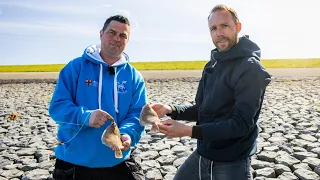 VISblad TV - botvissen aan de Waddenzee