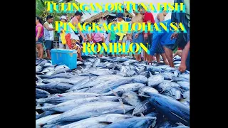 Sangkatirbang Tulingan or Tuna fish na Padpad sa baybayin ng Romblon Pinagkagulohan Ng mga Residente