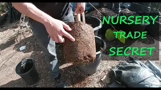 Grow HUGE Pakistan Mulberry Trees in Containers | Nursery Trade SECRET!