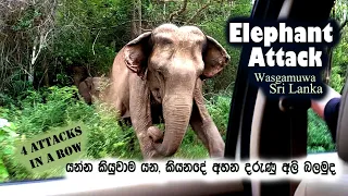 Elephant Attack | Elephant Chasing Safari Jeep | Wasgamuwa National Park | Sri Lanka