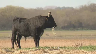 France's Camargue region, a land of marshes, bulls and horses