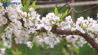 Зеленый участок. Искусственное опыление плодовых деревьев