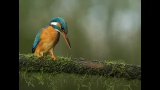 Biomimicry Bullet Train Kingfisher