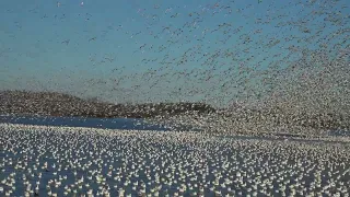 La migration des oies des neiges