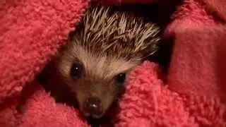 Hedgehog Bath Time With Moopy!