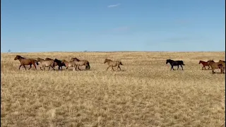 Мугалжар Жылкысы Алия есімді жылқышы қыз Жансая қожалығынан🔥