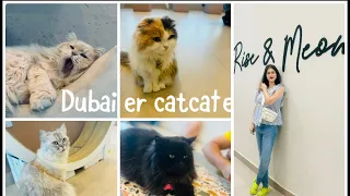 One day in Dubai | Dubai famous cat cafe| weekend fun in Dubai | Cat Cafe Vibrissae - Mirdif 35