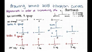 Drawing titration curves for amino acids - strategy, intuition, and examples