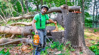 CUTTING MULTI-STEM TREES | HOW TO