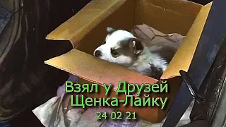 Взял у Друзей Щенка Лайку 24 02 21