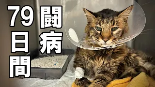 捨てられた老描たちの79日間の闘病記録【保護猫・老猫】