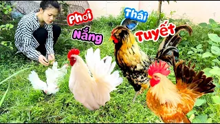 Phơi Nắng Bầy Gà Thái Tuyết Đuôi Xoè-Gà Đầu Xù Nhả Trứng Liên Tục Mỗi Ngày-Soi Trứng Gà Rừng,Serama