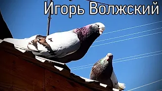 Курские голуби Александра Трубицына