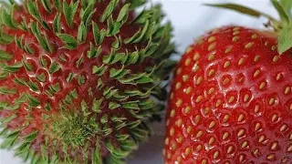 Si Te Gustan Las FRESAS Tienes Que Verlo! Como Germinar Fresas (Frutillas) | Sembrar Fresas