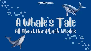 A Whale's Tale: All About Humpback Whales