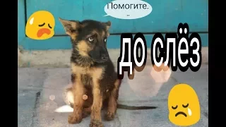 🔴ВИДЕО ДО СЛЁЗ🔴 #СПАСЕНИЕЖИВОТНЫХ