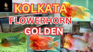 "Top Flowerhorn Shops in Kolkata" flowerhorn Kolkata srd, kml, golden, thaisilk flowerhorn available