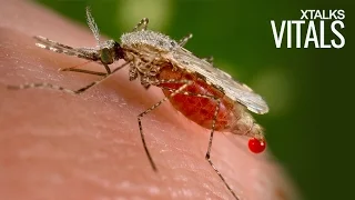 Gene Editing Mosquitoes May Stop Spread Of Malaria