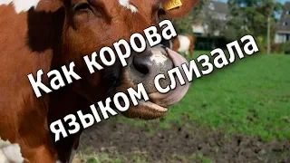 Как корова языком слизала