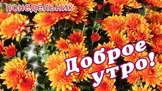 ПОНЕДЕЛЬНИК 🌞 ДОБРОГО УТРА / ДОБРОЕ УТРО / С ДОБРЫМ УТРОМ / ДОБРОГО УТРА ЛЮБИМОЙ / НАЧАЛО НЕДЕЛИ