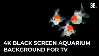 4K Black Screen Fish Aquarium ScreenSaver for TV, PS5, XBOX, PC, APPLE DEVICES | For Sleep