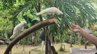 Kakatua Nyanyi Lagu Burung Kakatua @Faunaland