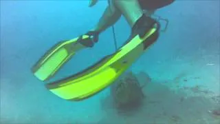 Goliath Grouper Attacks Diver