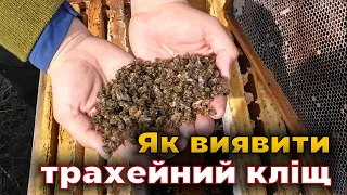 Підступний трахейний кліщ у бджіл. Профілактика і лікування!