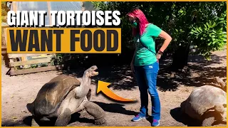 Visiting the Galapagos Tortoises