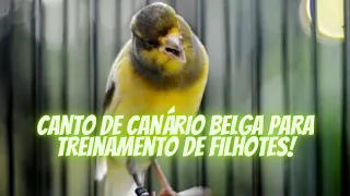 canto de canário belga para treinamento de filhotes!!!