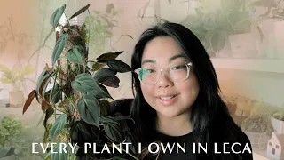 1 YEAR LECA UPDATE 🪴 Showing you every plant I have in LECA | Is it still worth it?