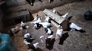 бойные голуби