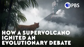 How a Supervolcano Ignited an Evolutionary Debate