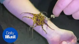 Terrifying moment backpackers play with deadly blue-ringed octopus