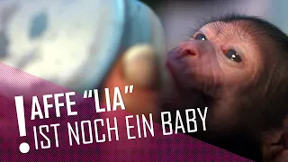 Affenbaby "Lia" wird mit Flasche aufgezogen | DER TIERKANAL