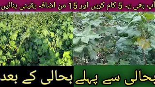 How we can increase cotton yield||cotton field